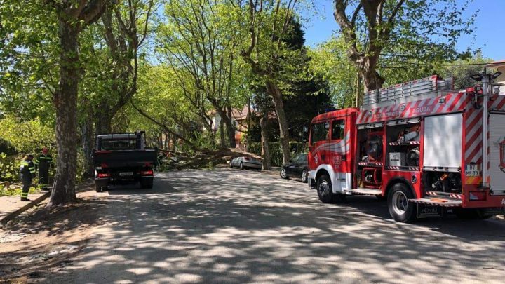 Queda de árvore provoca danos numa habitação em Vila Nova de Gaia