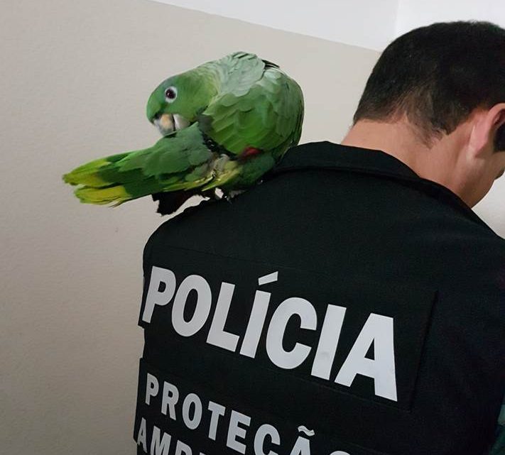 PSP realiza operação de “proteção e preservação do ambiente” PSP realiza operação de “proteção e preservação do ambiente”
