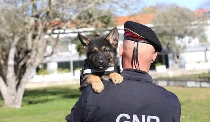 Idosa que estava desaparecida em Santa Maria da Feira encontrada sem vida em Nogueira da Regedoura