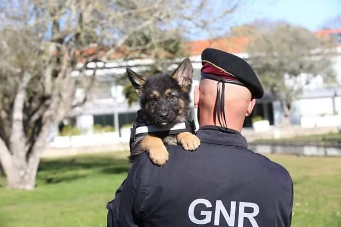 Idosa que estava desaparecida em Santa Maria da Feira encontrada sem vida em Nogueira da Regedoura Idosa que estava desaparecida em Santa Maria da Feira encontrada sem vida em Nogueira da Regedoura