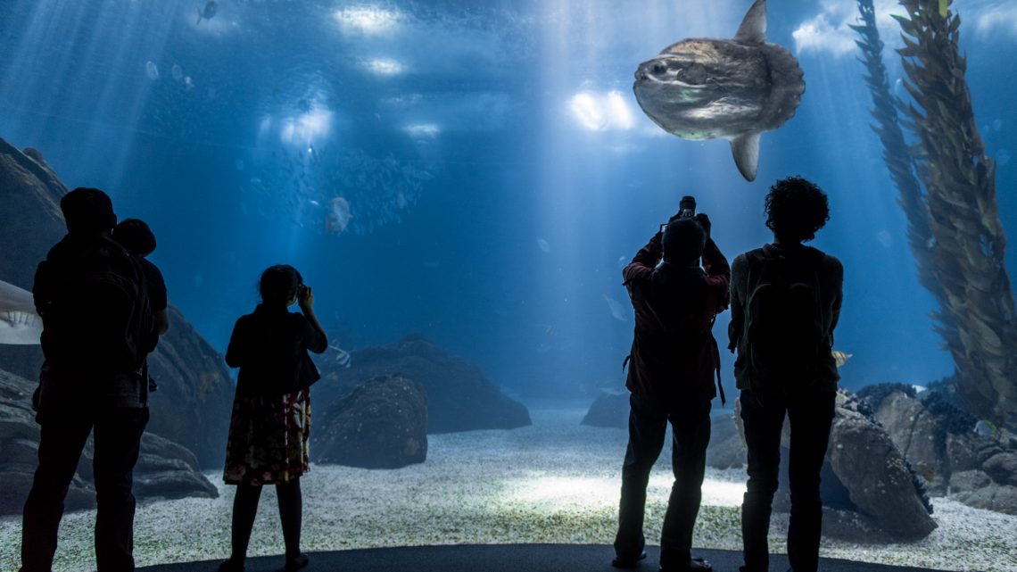 Câmara de Gaia volta a organizar viagens de finalistas ao Oceanário de Lisboa Câmara de Gaia volta a organizar viagens de finalistas ao Oceanário de Lisboa