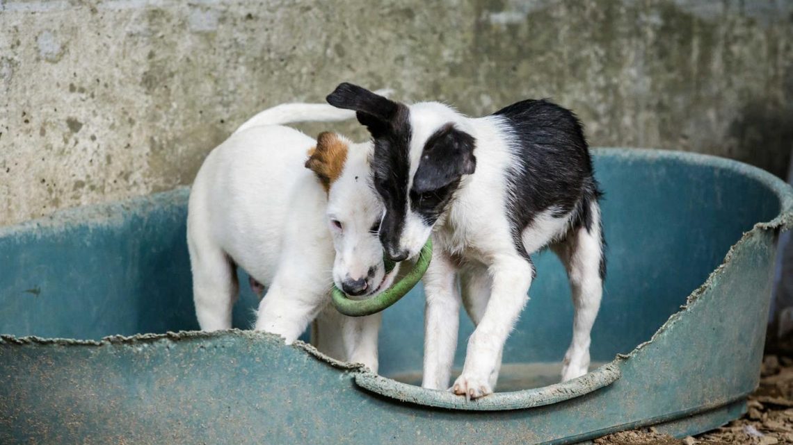 Santo Tirso é o concelho do país onde se recolhem mais animais Santo Tirso é o concelho do país onde se recolhem mais animais