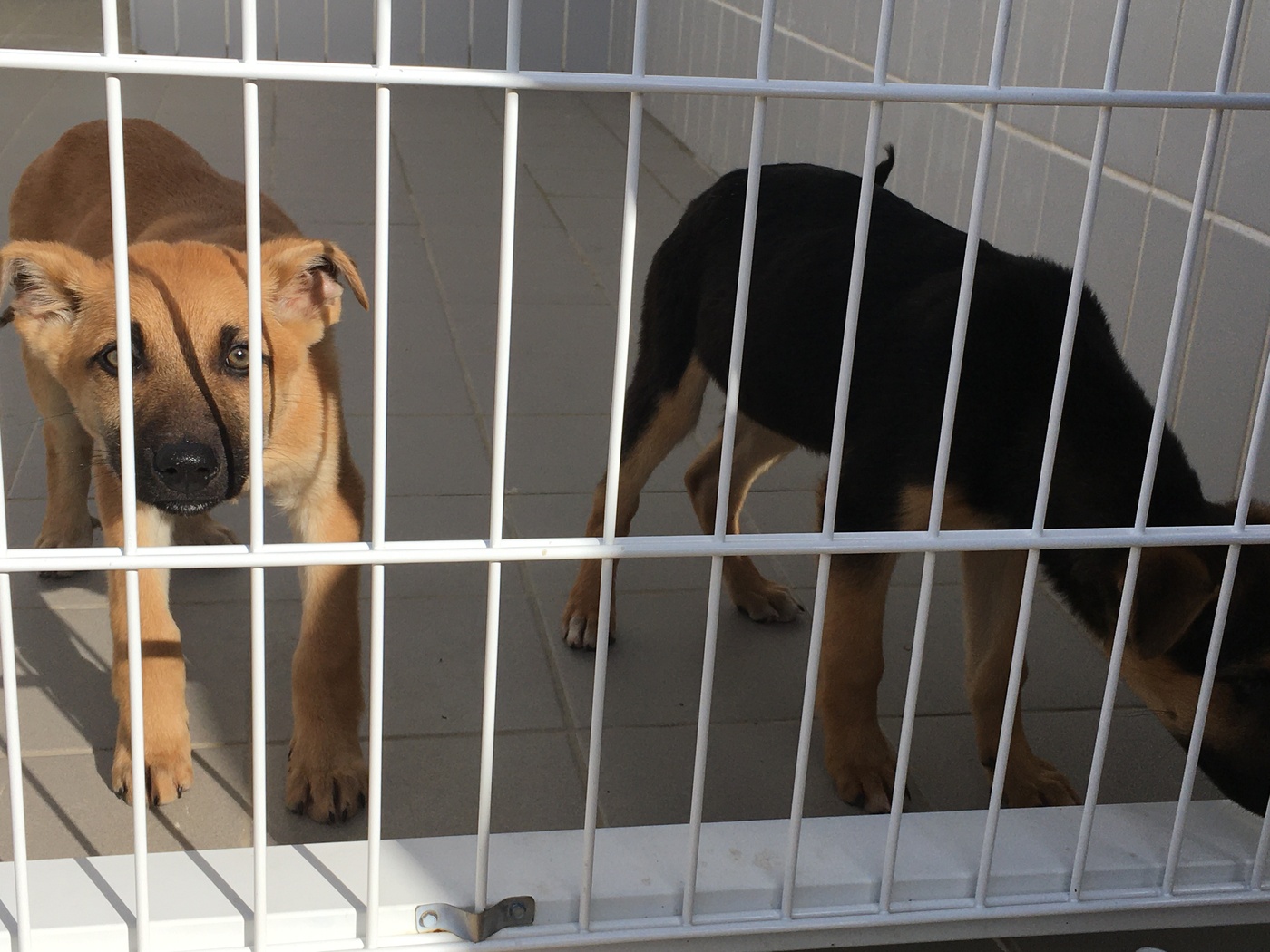 Trofa investe 1 milhão de euros na construção de novo Centro de Recolha Oficial de Animal