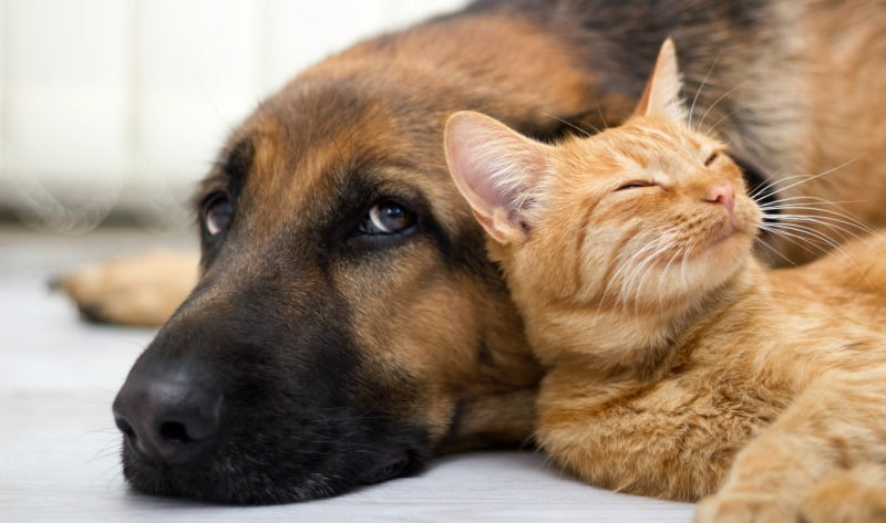 Gondomar promove campanha de esterilização animal