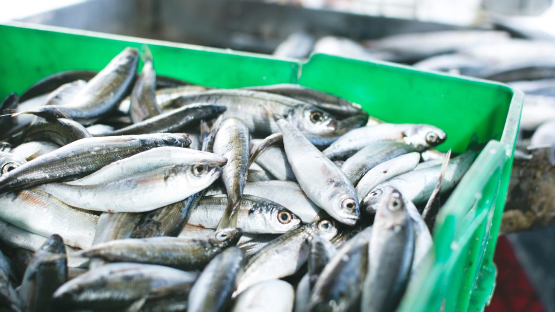 Reaberta a pesca da sardinha com limite de 34.406 toneladas para 2025 Reaberta a pesca da sardinha com limite de 34.406 toneladas para 2025