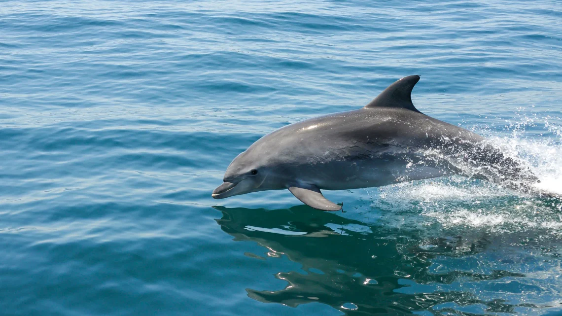Golfinhos surpreendem ao aparecer a nadar no Porto de Leixões