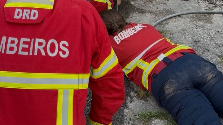 Bombeiros de Paredes resgatam três gatinhos recém-nascidos em situação de risco