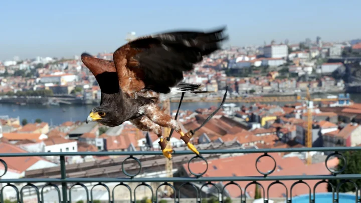 Duas águias patrulham diariamente a praia de Matosinhos para afugentar gaivotas e proteger a qualidade balnear