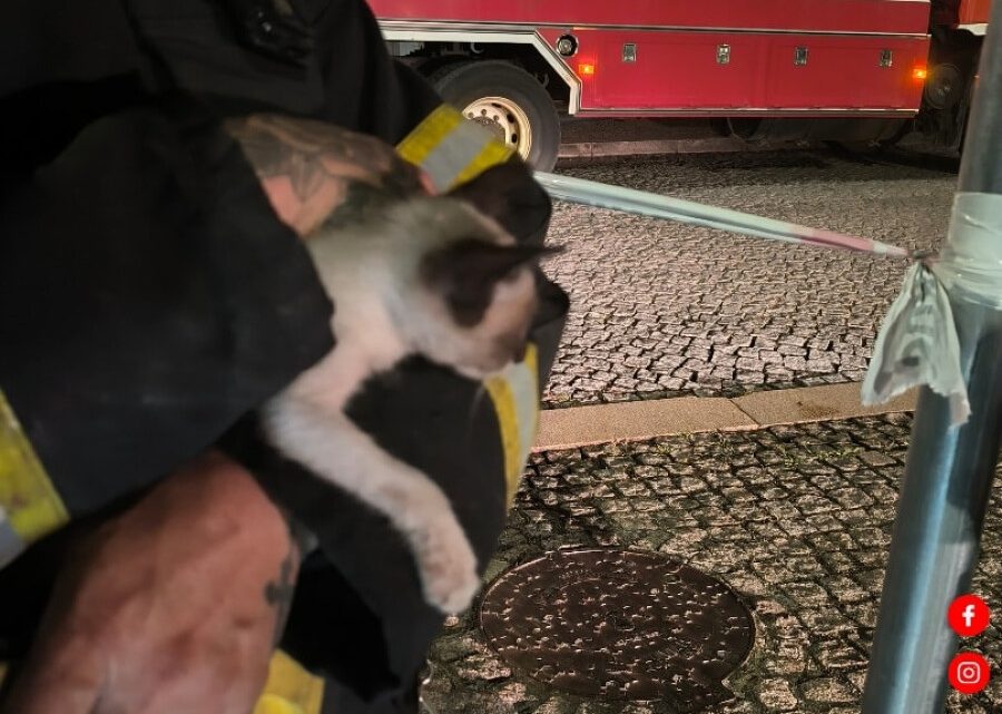 Quatro gatos são resgatados em incêndio que destruiu prédio devoluto no centro da Trofa Quatro gatos são resgatados em incêndio que destruiu prédio devoluto no centro da Trofa