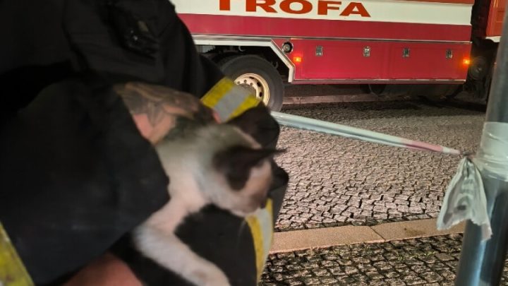 Quatro gatos são resgatados em incêndio que destruiu prédio devoluto no centro da Trofa