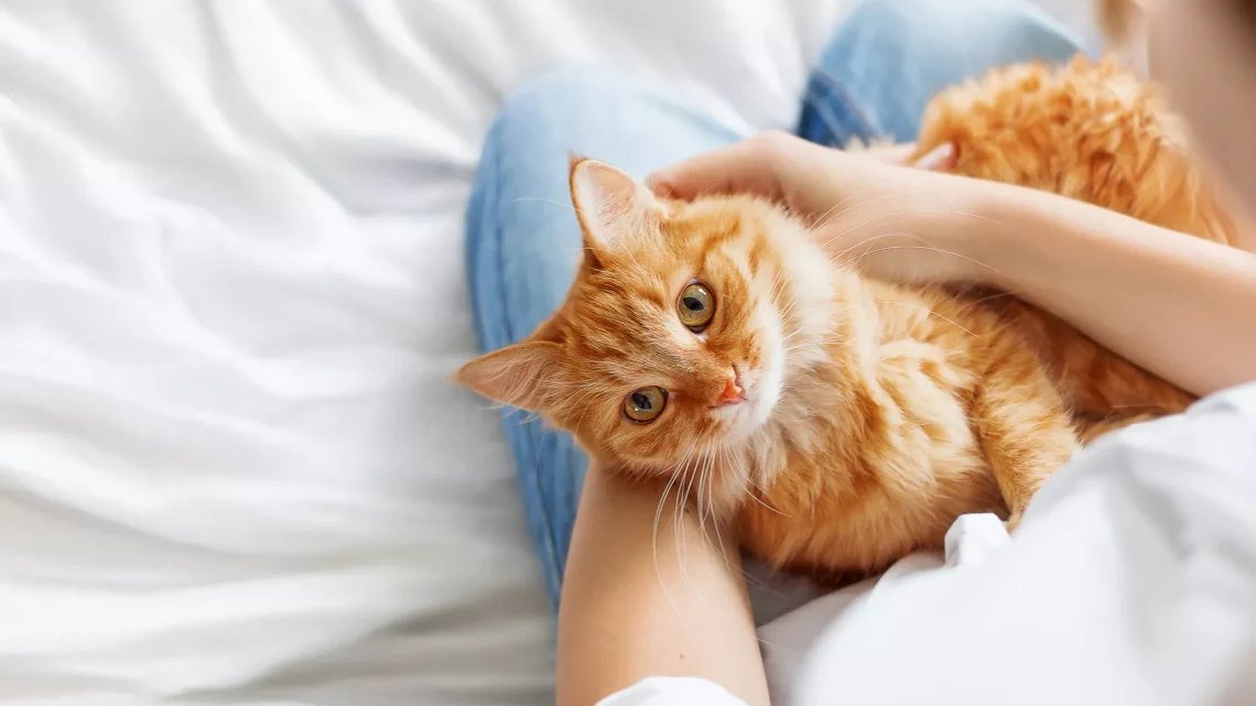 Vila do Conde assinala o Dia Mundial dos Gatos com novos abrigos e pontos de alimentação Vila do Conde assinala o Dia Mundial dos Gatos com novos abrigos e pontos de alimentação
