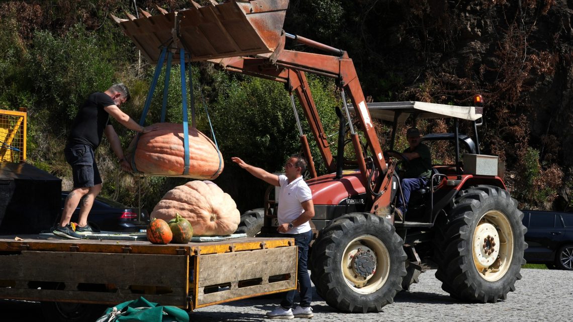 Aguiar de Sousa, em Paredes, recebe “Aldeia em Festa” com concurso de hortícolas gigantes Aguiar de Sousa, em Paredes, recebe “Aldeia em Festa” com concurso de hortícolas gigantes