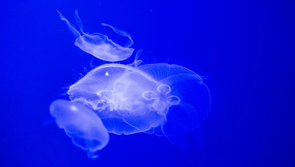 Out of the Blue regressa a Matosinhos com exposições e experiências gastronómicas