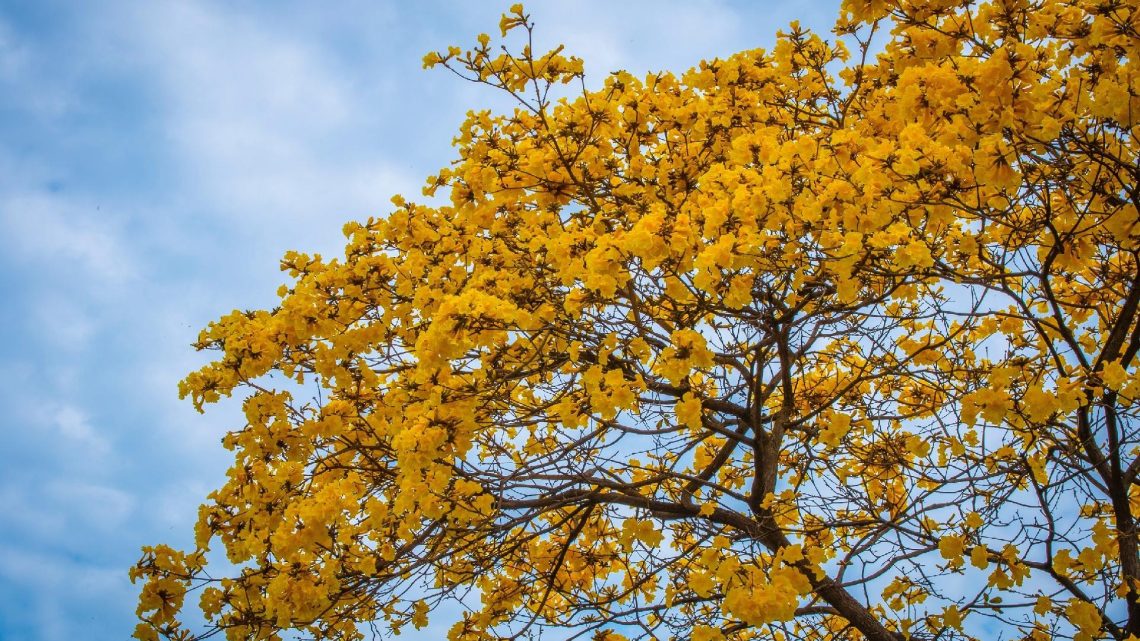 Setembro começa com descida das temperaturas e regresso da chuva ao Norte do país