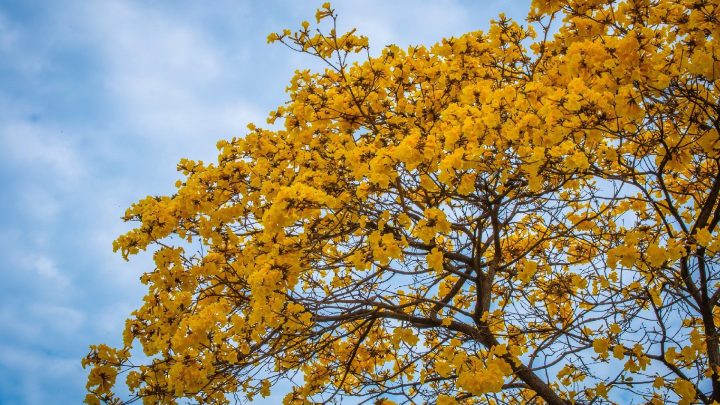 Setembro começa com descida das temperaturas e regresso da chuva ao Norte do país
