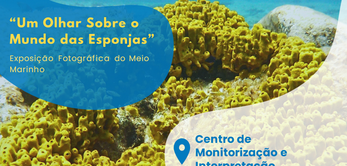 CMIA de Vila do Conde apresenta nova exposição “Um olhar sobre o mundo das esponjas”