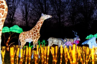 Zoo Santo Inácio em Gaia ilumina-se com dinossauros e animais gigantes nas “Luzes Selvagens”