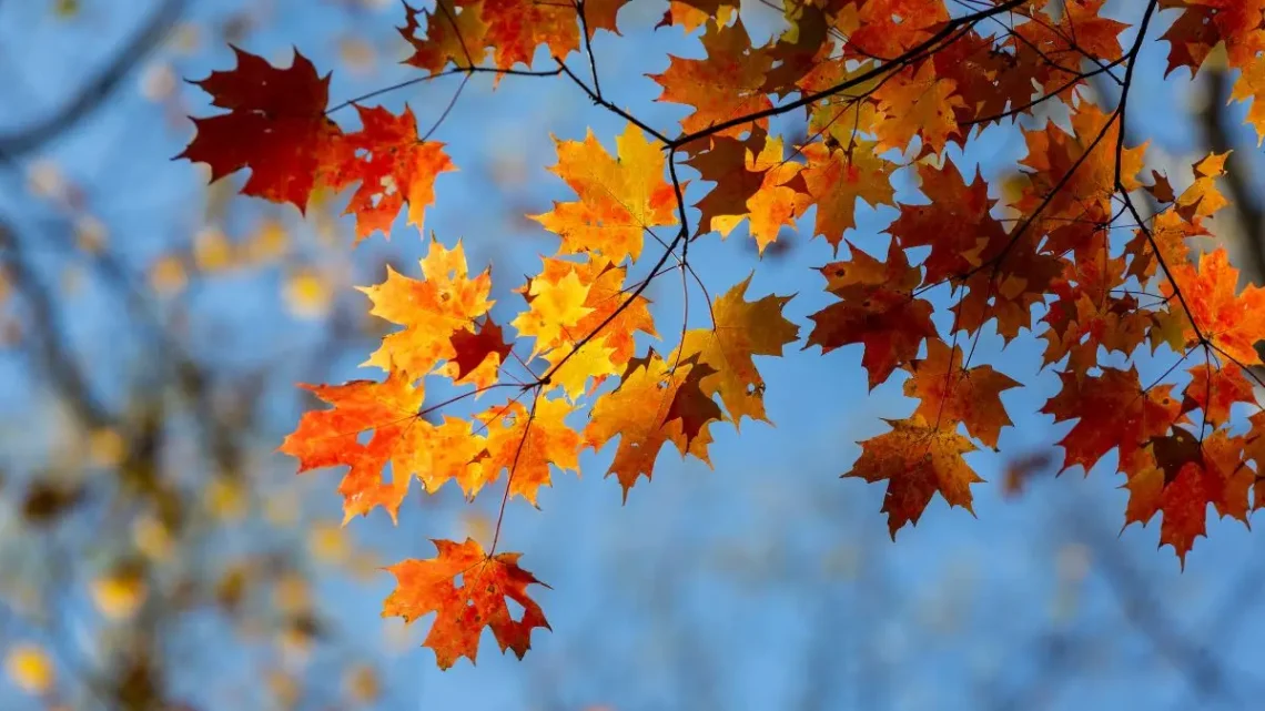 Outono Ainda à Espera: IPMA Prevê Dia de Céu Limpo e Subida de Temperaturas em Portugal Continental Outono Ainda à Espera: IPMA Prevê Dia de Céu Limpo e Subida de Temperaturas em Portugal Continental
