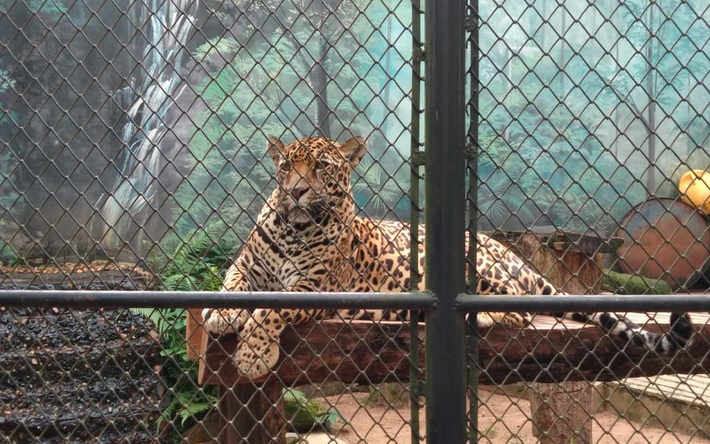 Zoo da Maia celebra Dia Mundial do Animal com atividades para toda a família Zoo da Maia celebra Dia Mundial do Animal com atividades para toda a família