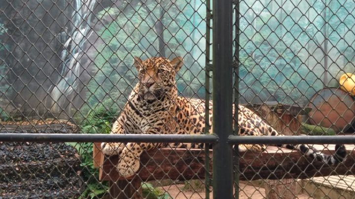 Zoo da Maia celebra Dia Mundial do Animal com atividades para toda a família