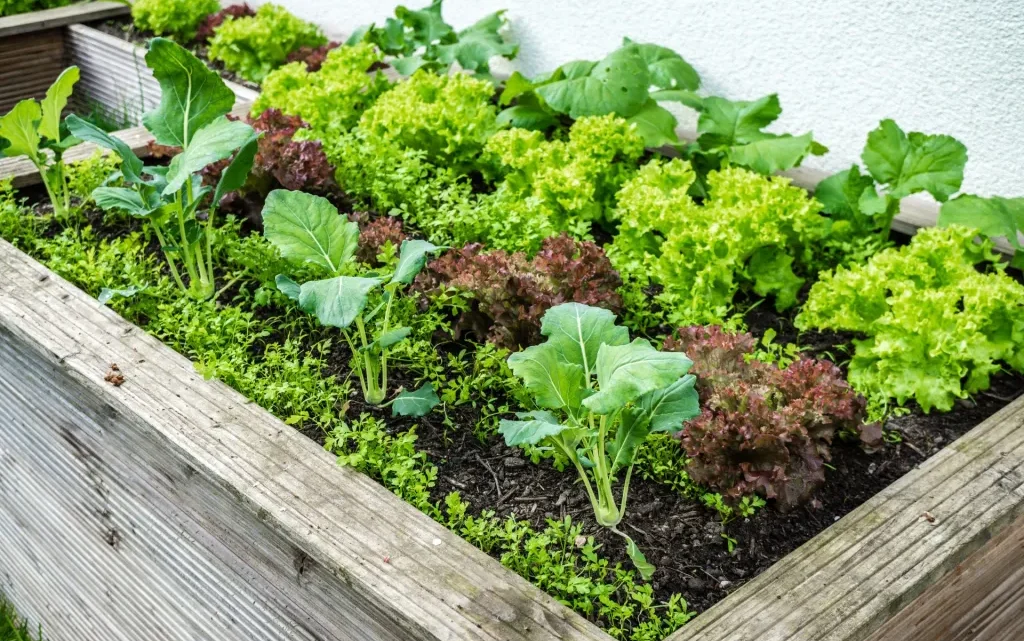 Matosinhos ganha hortas urbanas e promove cultivo sustentável