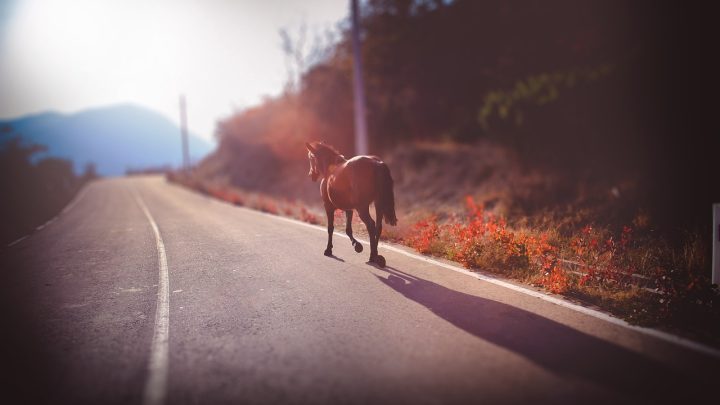 Dois cavalos fogem de quinta e provocam acidente na Variante à EN 105 em Santo Tirso