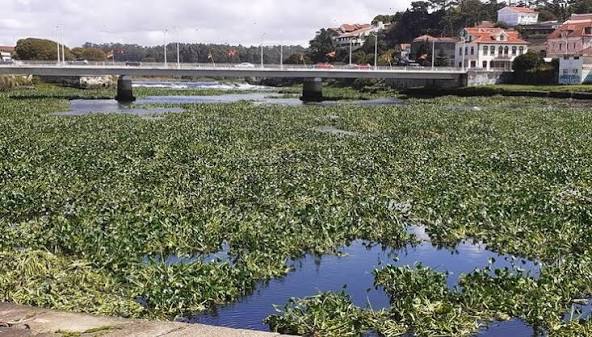 Câmara de Vila do Conde pede ajuda para travar praga de jacintos-de-água no Ave