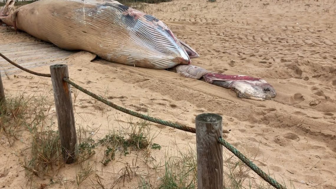 Baleia dá à costa na praia do Fontão em Matosinhos