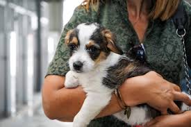 Centro de Recolha de Animais do Porto suspende adoções durante o Natal