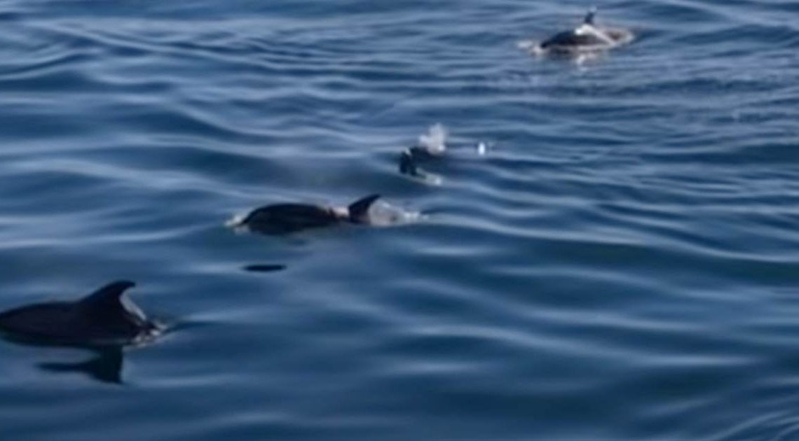 Golfinhos encantam veraneantes nas águas de Vila do Conde e Póvoa de Varzim