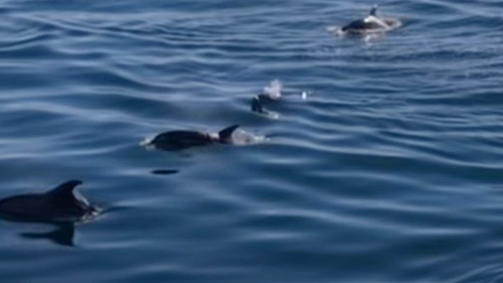 Golfinhos encantam veraneantes nas águas de Vila do Conde e Póvoa de Varzim
