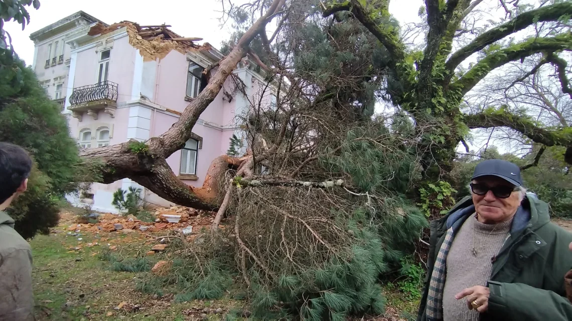 Pinheiro centenário cai na casa de José Cid sem provocar feridos