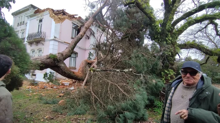 Pinheiro centenário cai na casa de José Cid sem provocar feridos