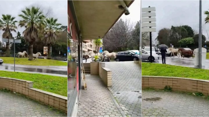 Três cavalos soltos surpreendem moradores junto a escola em Vila Nova de Gaia
