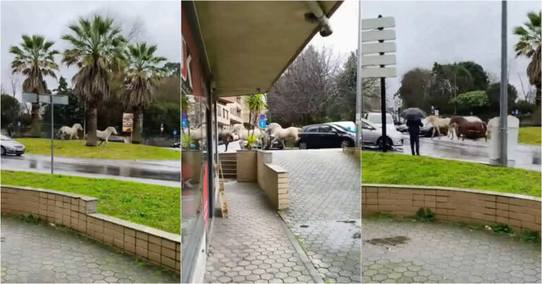 Três cavalos soltos surpreendem moradores junto a escola em Vila Nova de Gaia