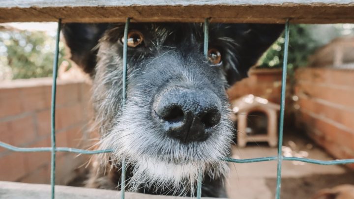 Município de Espinho atribui apoio de 10 mil euros à Patinhas Sem Lar