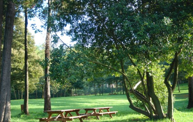 Gaia cancela piscina olímpica de 10 milhões e promete reflorestar o parque da Lavandeira