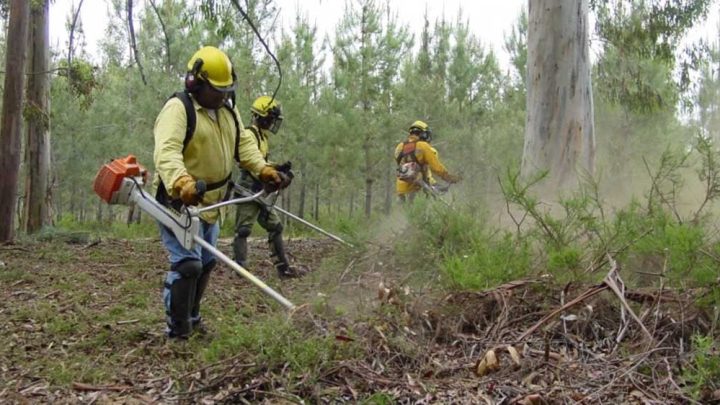 Proteção Civil de Valongo reforça apelo à limpeza de terrenos para prevenir incêndios