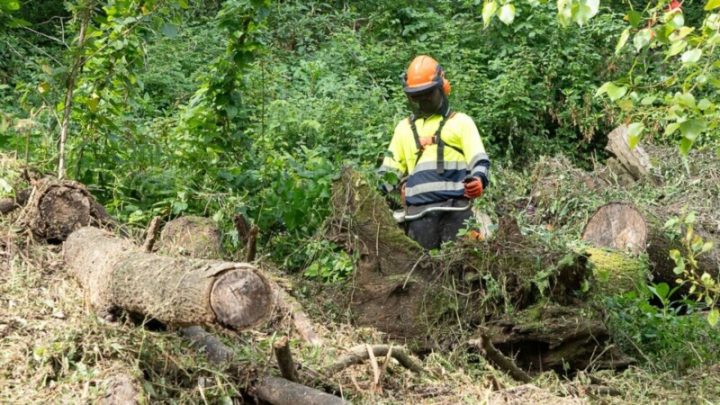 Matosinhos reforça prevenção de incêndios e prevê limpar 90 hectares até junho