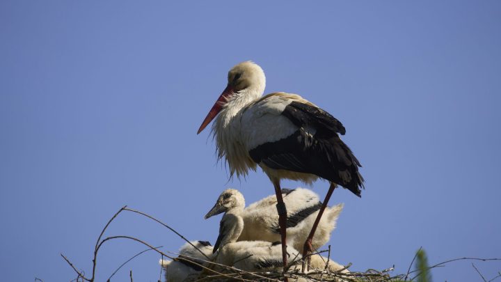 MP arquiva denúncia do PAN sobre abate de palmeira com ninho de cegonha em Gondomar