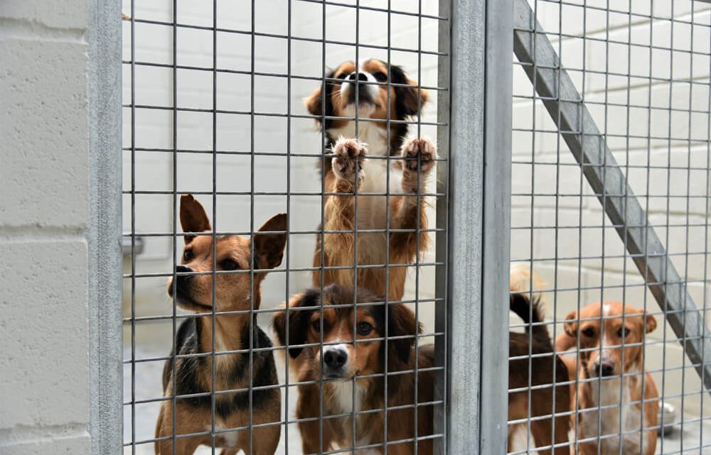 Novo equipamento na Trofa melhora acolhimento e tratamento de animais