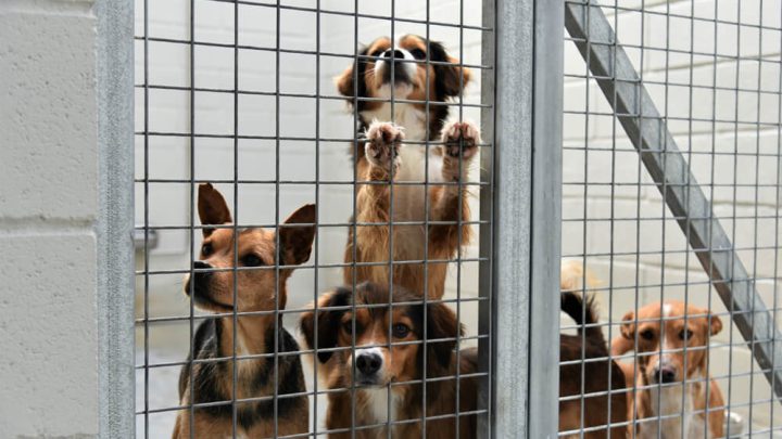 Novo equipamento na Trofa melhora acolhimento e tratamento de animais