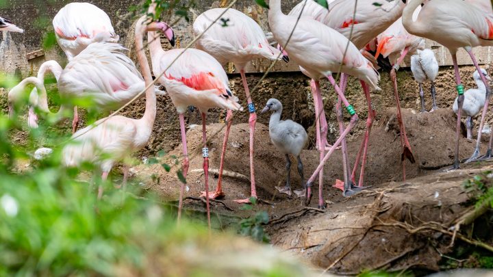 Zoo de Lourosa, no concelho de Santa Maria da Feira, celebra nascimento de quatro crias de flamingo