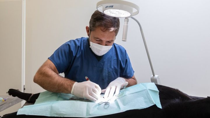 Santo Tirso promove esterilização gratuita de cães e gatos até ao final de 2026