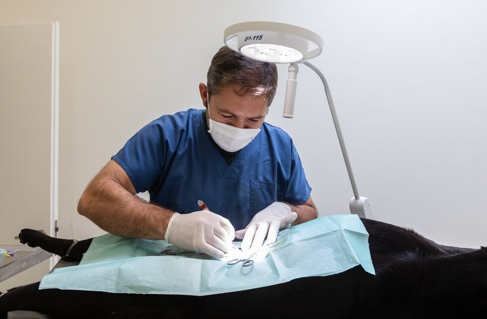 Santo Tirso promove esterilização gratuita de cães e gatos até ao final de 2026