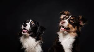 Espinho promove campanha de vacinação antirrábica para cães