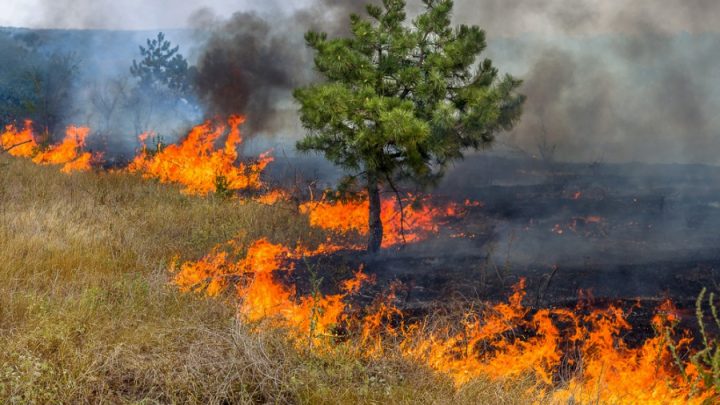 Trofa aprova Programa Municipal de Execução para prevenção de fogos rurais