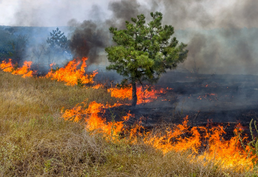 Trofa aprova Programa Municipal de Execução para prevenção de fogos rurais
