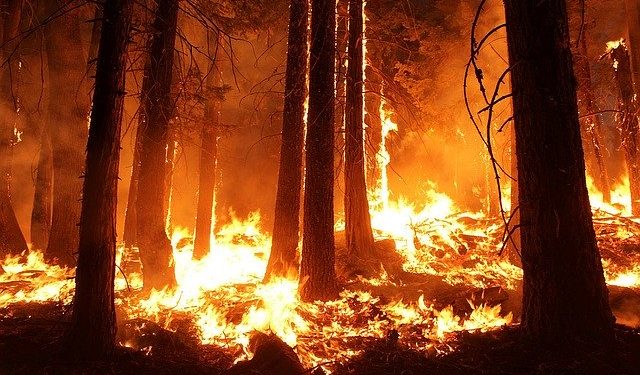 Calor extremo coloca quase 100 concelhos em risco máximo de incêndio