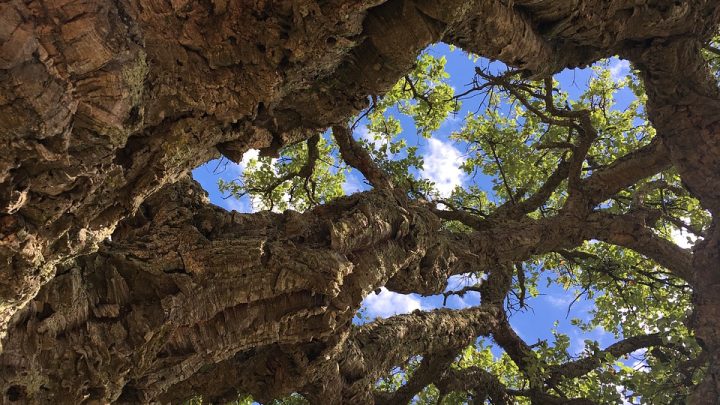 Governo autoriza abate de 52 sobreiros e desbloqueia construção de reservatórios de água em Oliveira de Azeméis